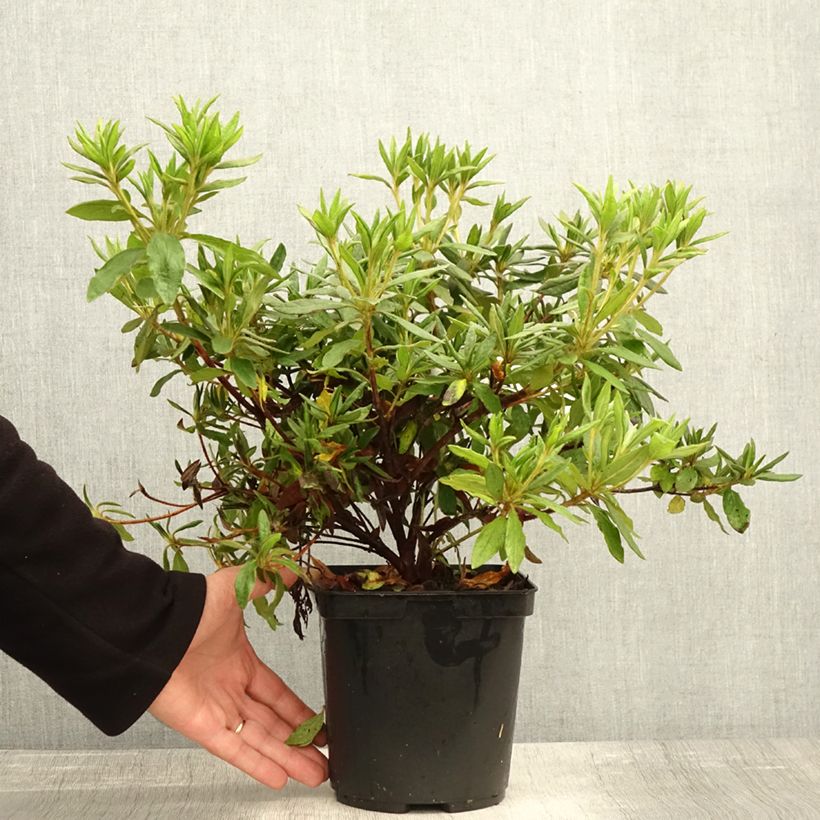 Exemplar von Azalea macrosepalum Koromo Shikibu - Japanische Azaleen Topf mit 2L/3L wie im Herbst geliefert
