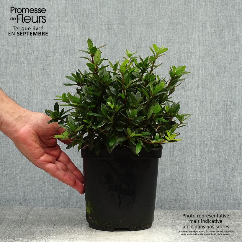 Exemplar von Japanische Azalee Nakaharai Orange - Azalea Topf mit 2L/3L wie im Herbst geliefert