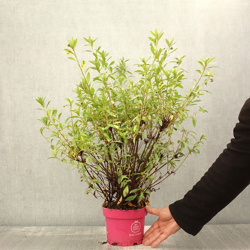 Exemplar von Azalea obtusum Pink Spider - Japanische Azalee Topf mit 2L/3L wie im Herbst geliefert