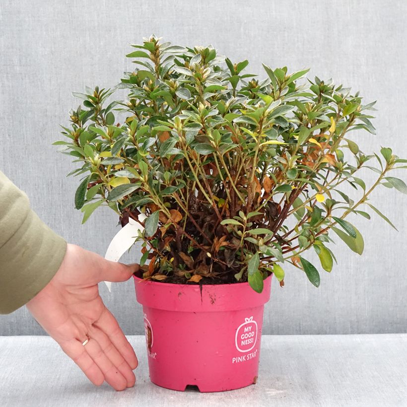 Exemplar von Japanische Azalee  Pink Star - Azalea Topf mit 2L/3L wie im Winter geliefert