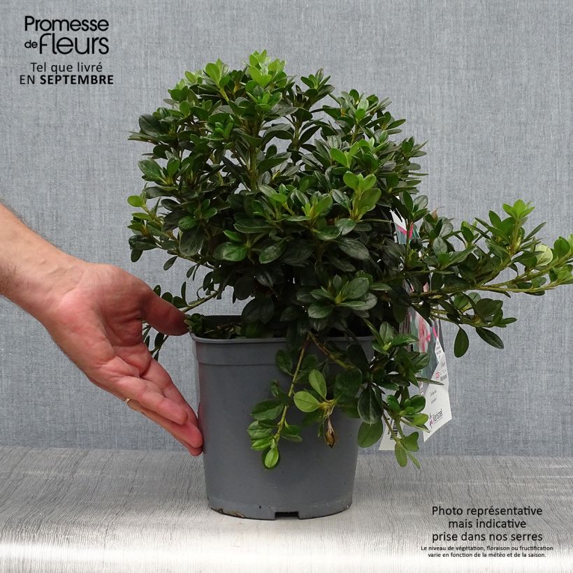 Exemplar von Japanische Azalee Sachsenstern - Azalea Topf mit 3L/4L wie im Herbst geliefert