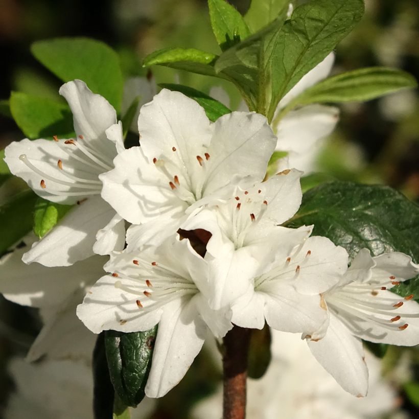 Japanische Azalee Schneewittchen - Azalea (Blüte)