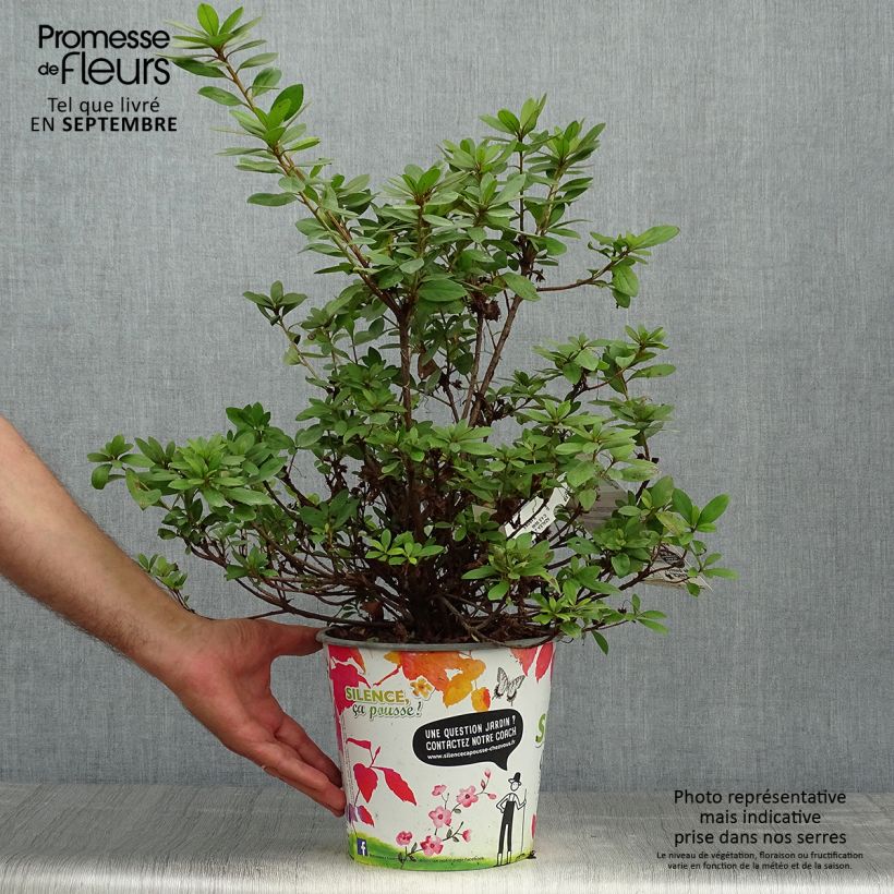 Exemplar von Japanische Azalee Vuyk's Rosyred - Azalea Topf mit 4L/5L wie im Herbst geliefert