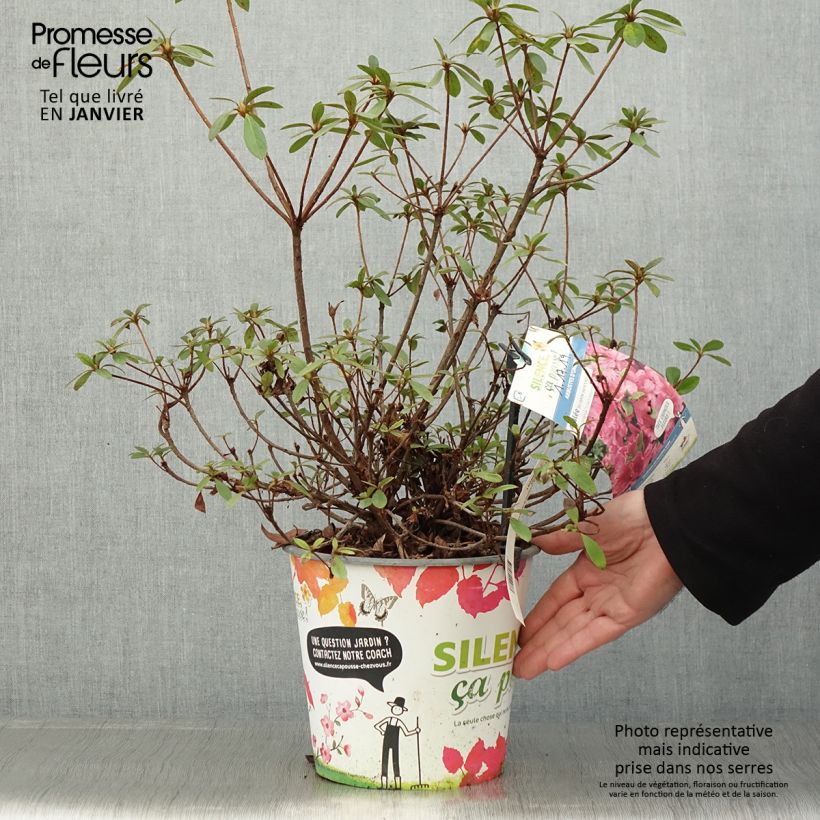 Exemplar von Japanische Azalee Vuyk's Rosyred - Azalea Topf mit 4L/5L wie im Winter geliefert