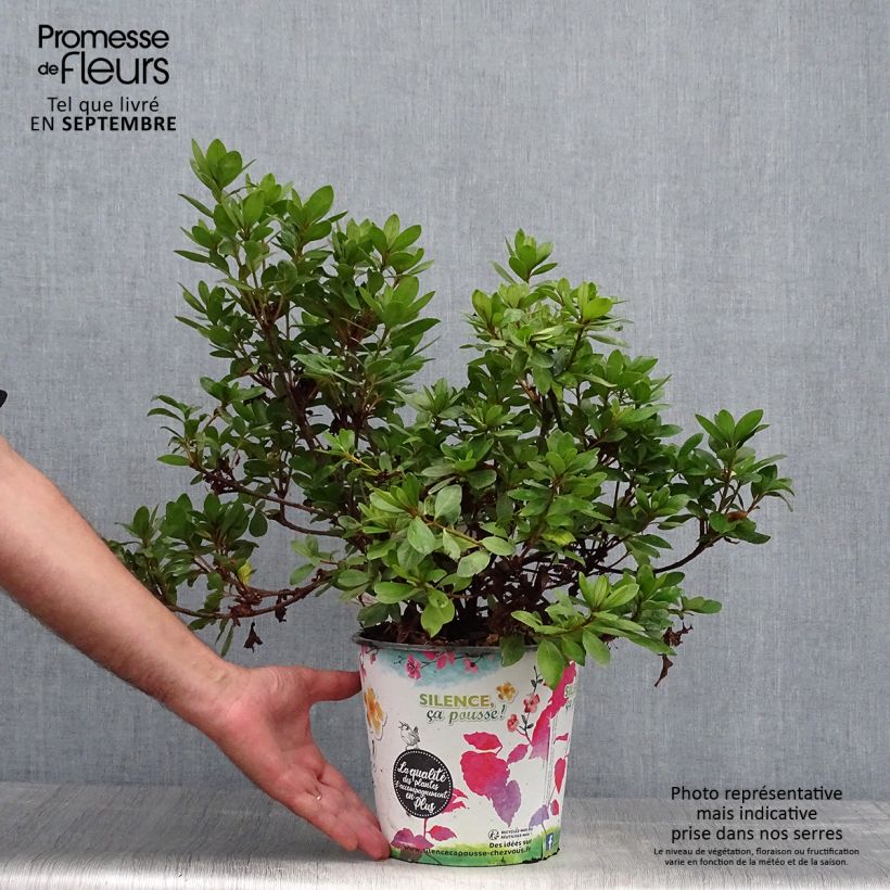 Exemplar von Japanische Azalee Vuyk's Scarlet - Azalea Topf mit 4L/5L wie im Herbst geliefert