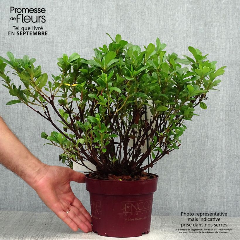 Exemplar von Japanische Azalee ENCORE Sunburst - Azalea Topf mit 3L/4L wie im Herbst geliefert