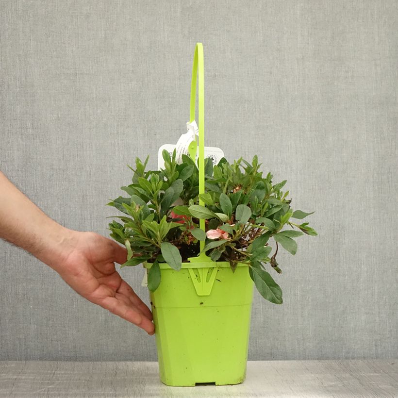 Exemplar von Japanische Azalee ENCORE Sunburst - Azalea Topf mit 3L/4L wie im Sommer geliefert