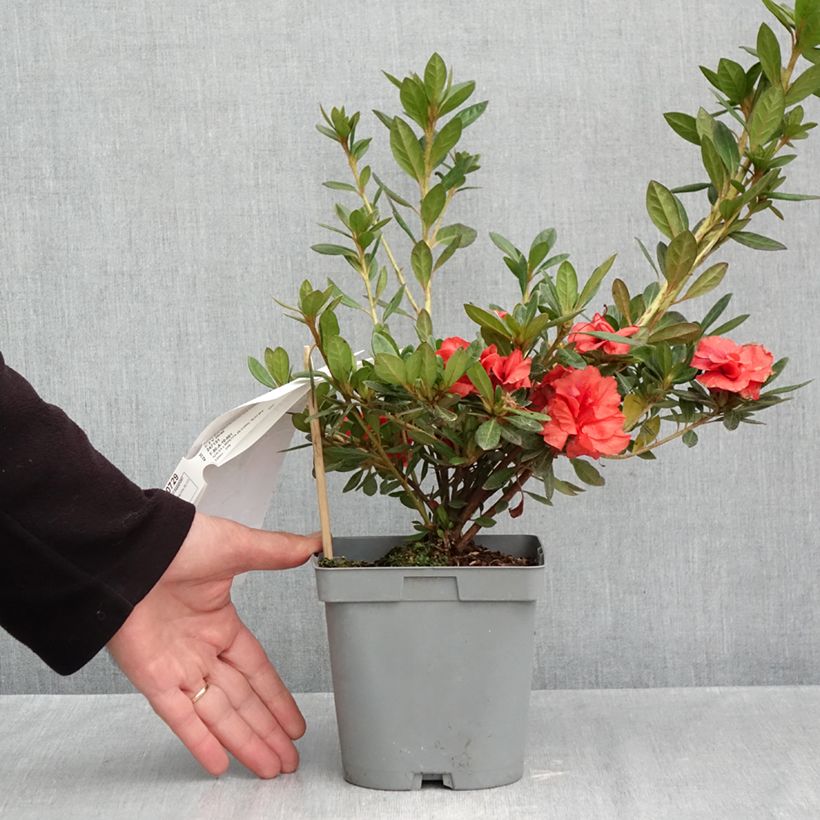 Exemplar von Japanische Azalee REPETITA Coral - Azalea Topf mit 2L/3L wie im Herbst geliefert