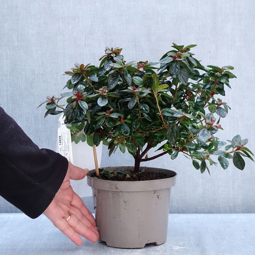 Exemplar von Japanische Azalee REPETITA Coral - Azalea Topf mit 2L/3L wie im Winter geliefert