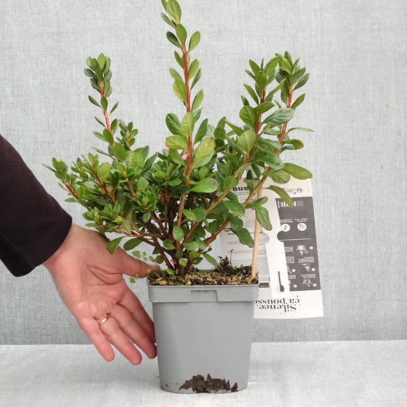 Exemplar von Japanische Azalee Repetita Pink - Azalea Topf mit 2L/3L wie im Herbst geliefert