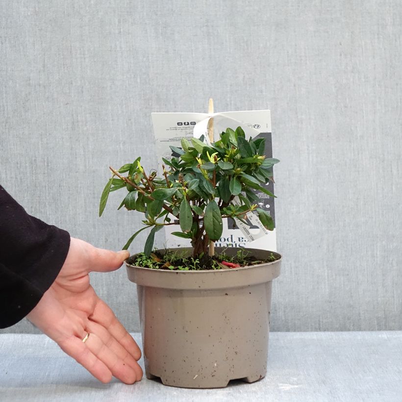 Exemplar von Japanische Azalee REPETITA Red - Azalea Topf mit 2L/3L wie im Winter geliefert