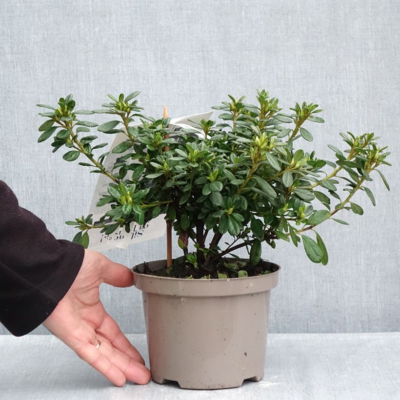 Exemplar von Japanische Azalee REPETITA White - Azalea Topf mit 2L/3L wie im Herbst geliefert