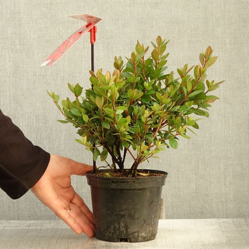 Exemplar von Japanische Azalee Arabesk - Azalea Topf mit 1,5L/2L wie im Herbst geliefert