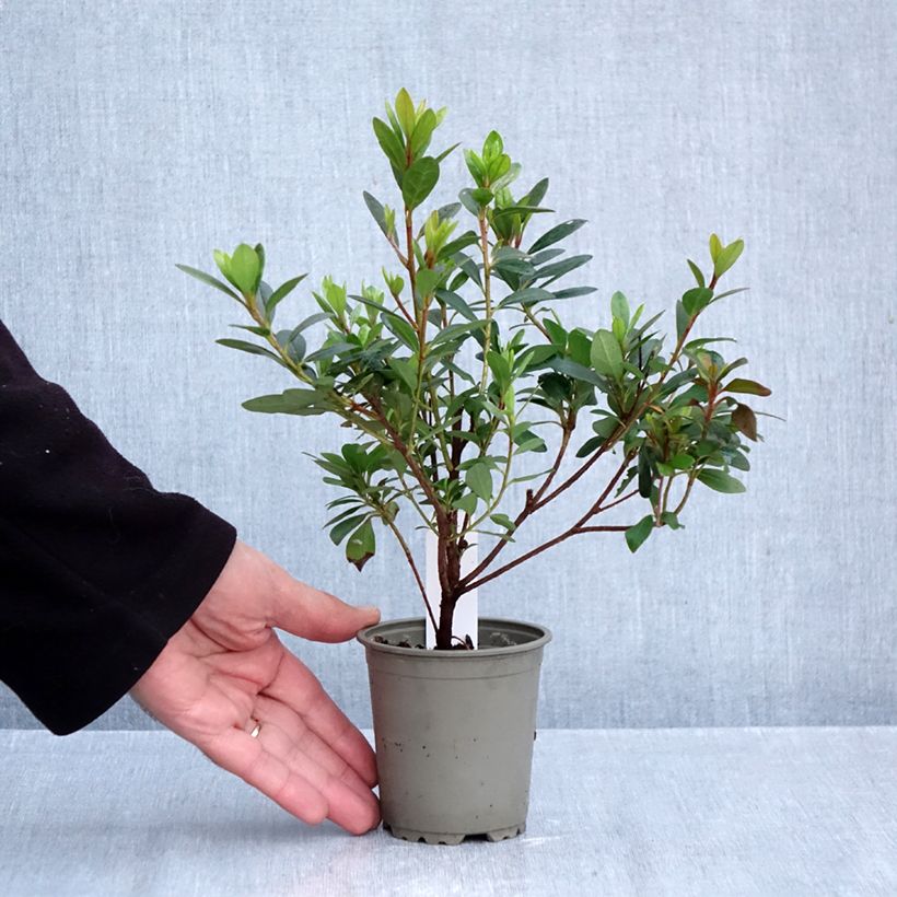 Exemplar von Japanische Azalee Arabesk - Azalea Kleine Töpfe von 8/9 cm wie im Herbst geliefert