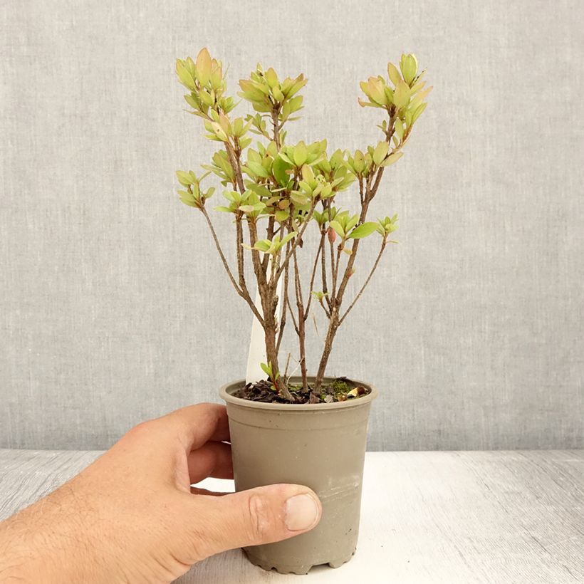 Exemplar von Japanische Azalee Arabesk - Azalea Kleine Töpfe von 8/9 cm wie im Sommer geliefert