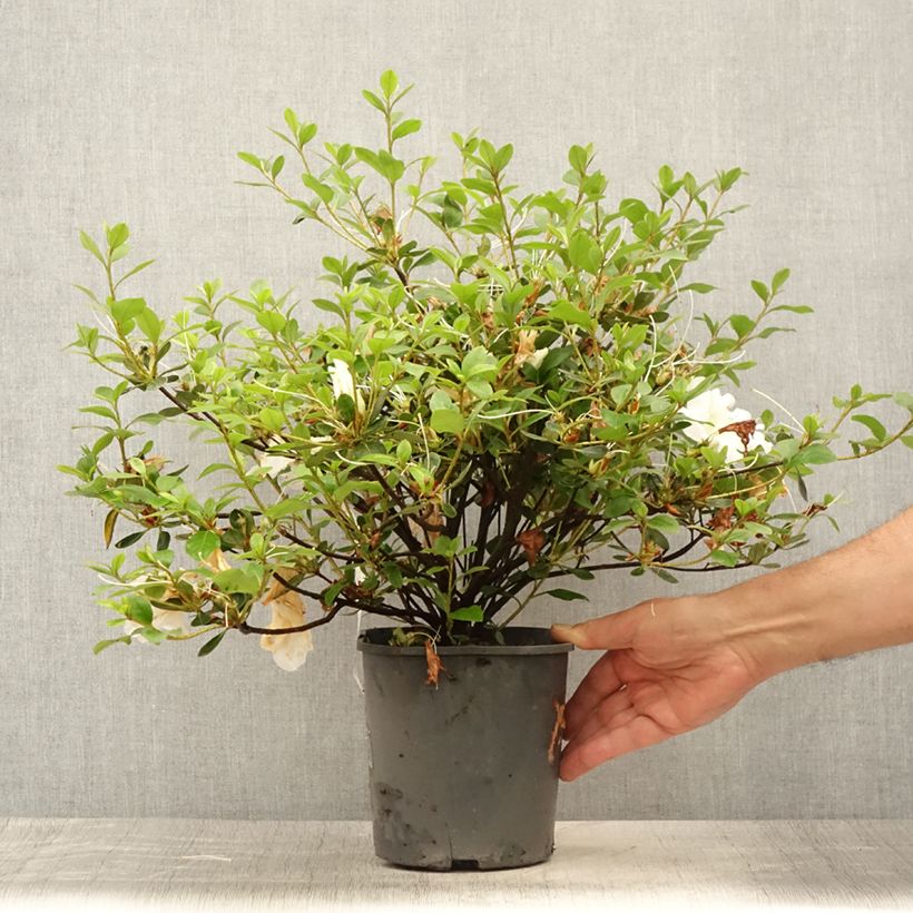 Exemplar von Japanische Azalee Dorothy Heiden - Azalea Topf mit 2L/3L wie im Sommer geliefert
