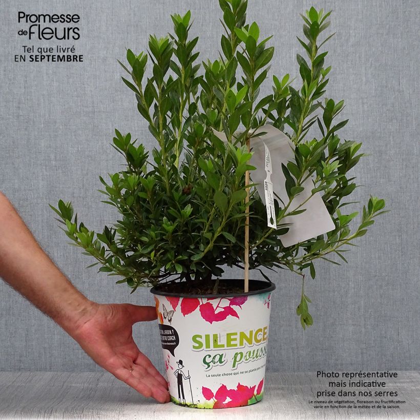 Exemplar von Japanische Azalee Rosa King - Azalea Topf mit 4L/5L wie im Herbst geliefert