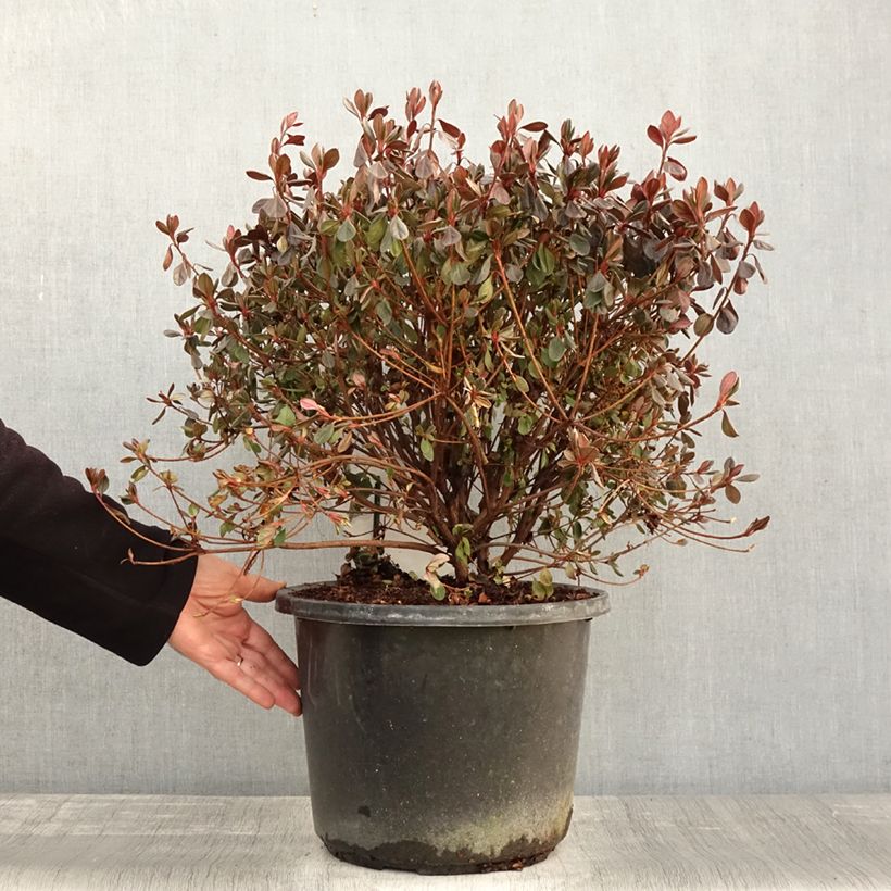 Exemplar von Japanische Azalee Stewartstonian - Azalea Topf mit 12L/15L wie im Herbst geliefert