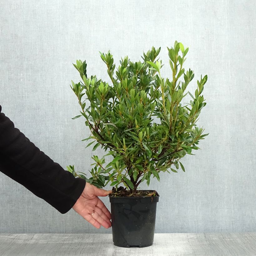 Exemplar von Japanische Azalee Melle - Azalea Topf mit 2L/3L wie im Herbst geliefert