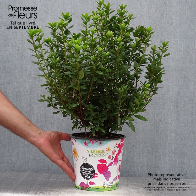 Exemplar von Japanische Azalee Orange Beauty - Azalea Topf mit 2L/3L wie im Herbst geliefert