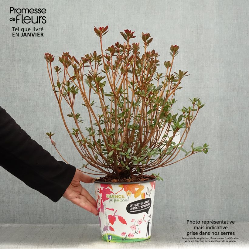 Exemplar von Japanische Azalee Orange Beauty - Azalea Topf mit 2L/3L wie im Winter geliefert