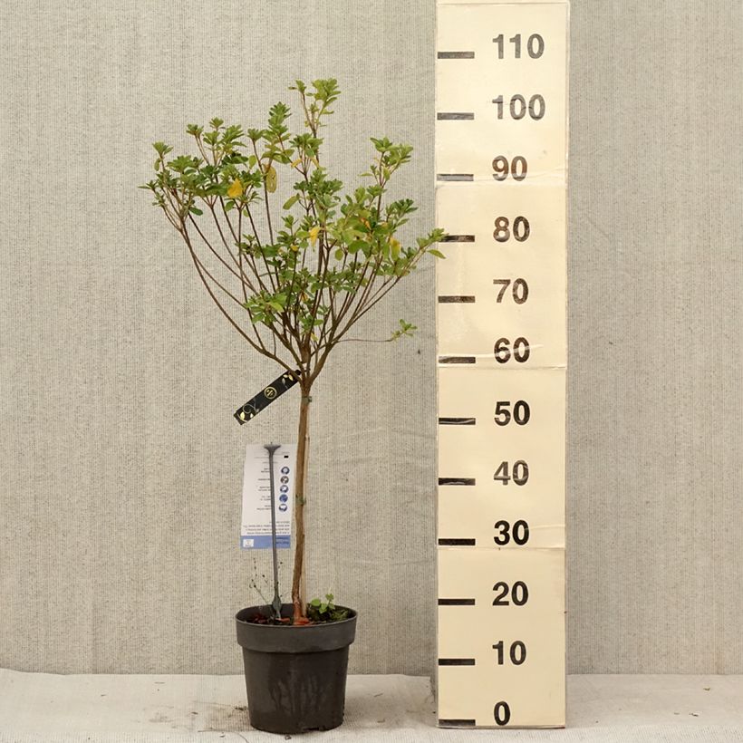 Exemplar von Azalea obtusum Schneeglanz - Japanische Azalee Topf mit 4L/5L, Stamm wie im Sommer geliefert