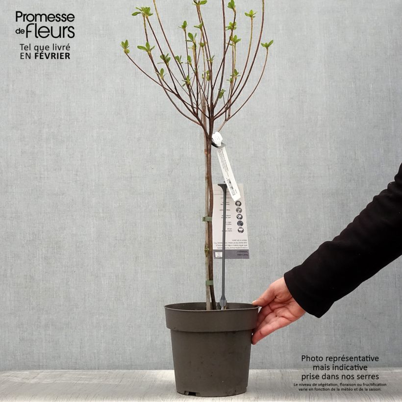 Exemplar von Azalea obtusum Schneeglanz - Japanische Azalee Topf mit 4L/5L wie im Winter geliefert