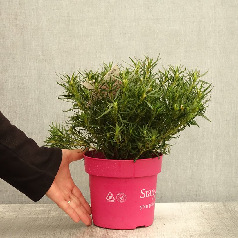 Exemplar von Japanische Azalee Star Style Pink - Azalea Topf mit 3L/4L wie im Herbst geliefert