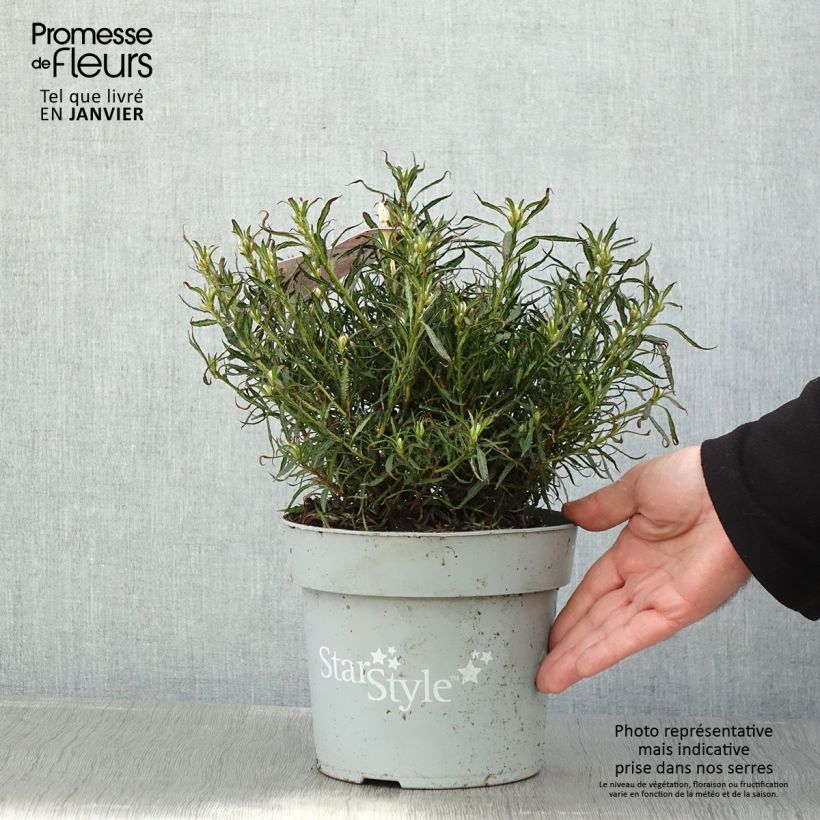 Exemplar von Japanische Azalee Star Style Pink - Azalea Topf mit 3L/4L wie im Winter geliefert