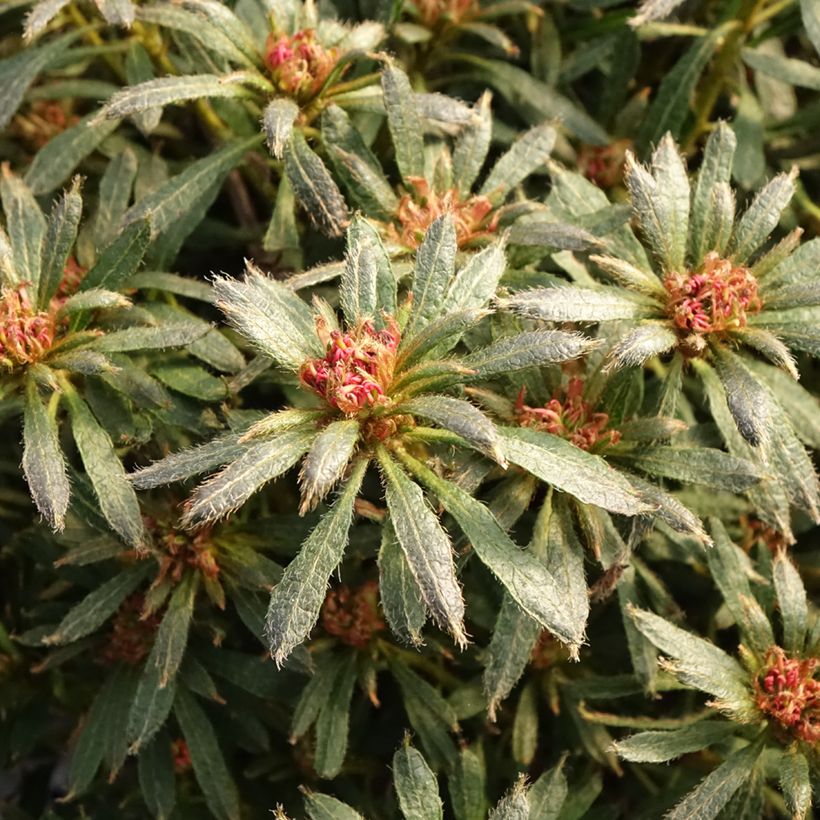 Japanische Azalee Star Style Violet - Azalea (Laub)