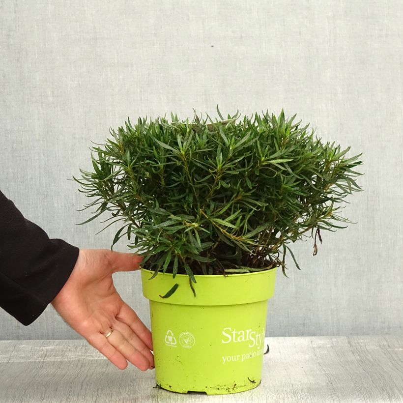 Exemplar von Japanische Azalee Star Style White - Azalea Topf mit 3L/4L wie im Herbst geliefert