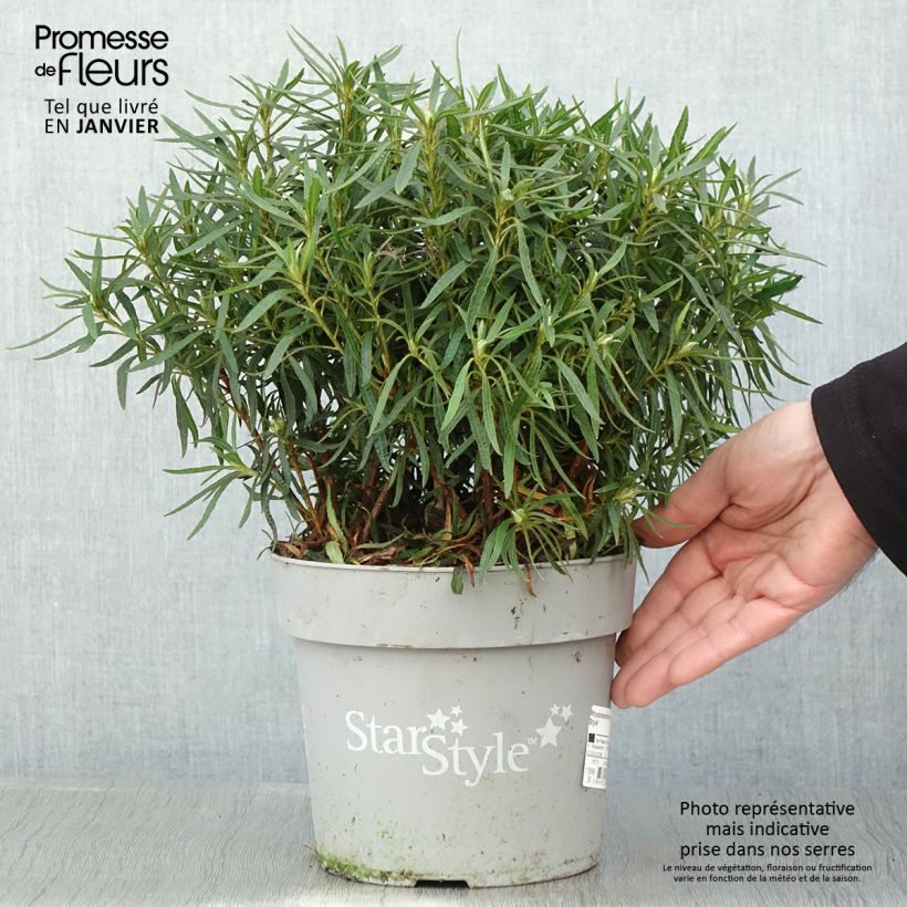 Exemplar von Japanische Azalee Star Style White - Azalea Topf mit 3L/4L wie im Winter geliefert