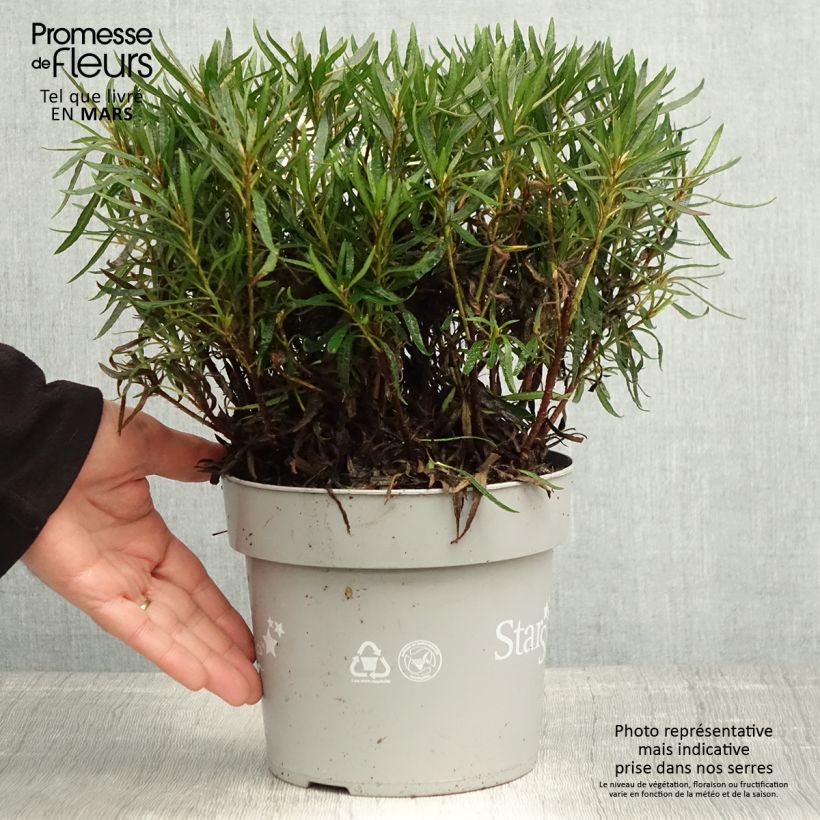 Exemplar von Japanische Azalee Star Style White - Azalea Topf mit 3L/4L wie im Frühjahr geliefert