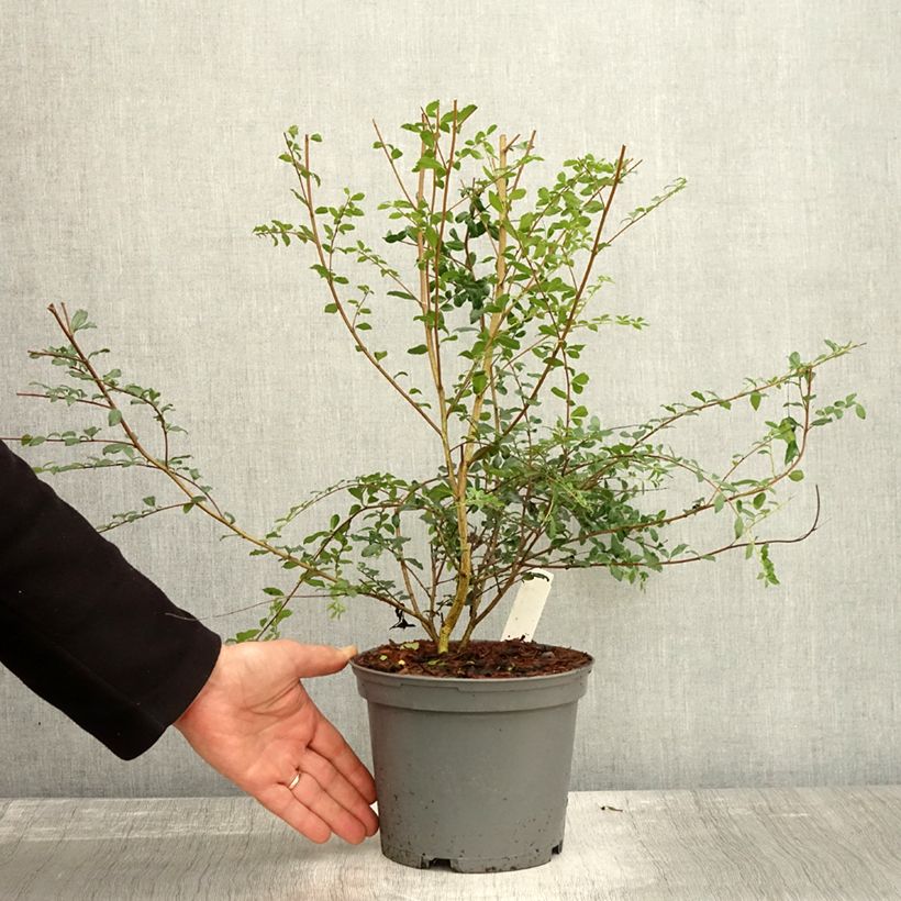 Exemplar von Azara microphylla Topf mit 2L/3L wie im Herbst geliefert