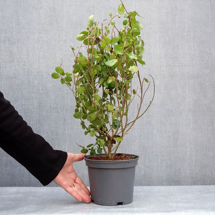 Exemplar von Azara serrata Topf mit 2L/3L wie im Winter geliefert