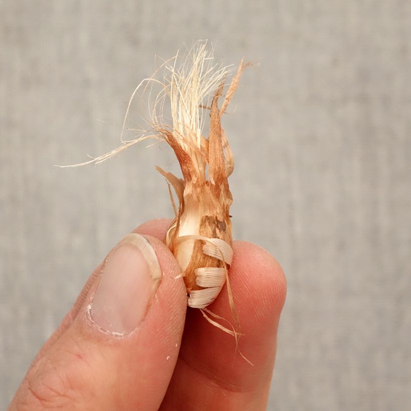 Exemplar von Babiana stricta - Paviansblume Zwiebel Kaliber/Größe 4/5 wie im Frühjahr geliefert