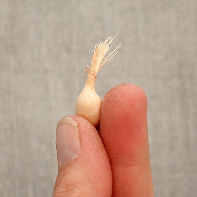 Exemplar von Babiana stricta Zwanenburg Glory - Paviansblume Zwiebel Kaliber/Größe 4+ wie im Frühjahr geliefert