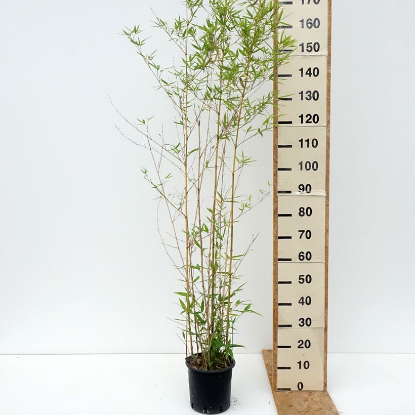 Exemplar von Goldrohr Bambus Koï - Phyllostachys aurea Topf mit 4L/5L wie im Sommer geliefert
