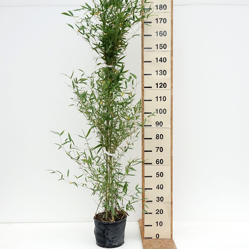 Exemplar von Goldrohr Bambus - Phyllostachys aurea Topf mit 7,5L/10L wie im Herbst geliefert