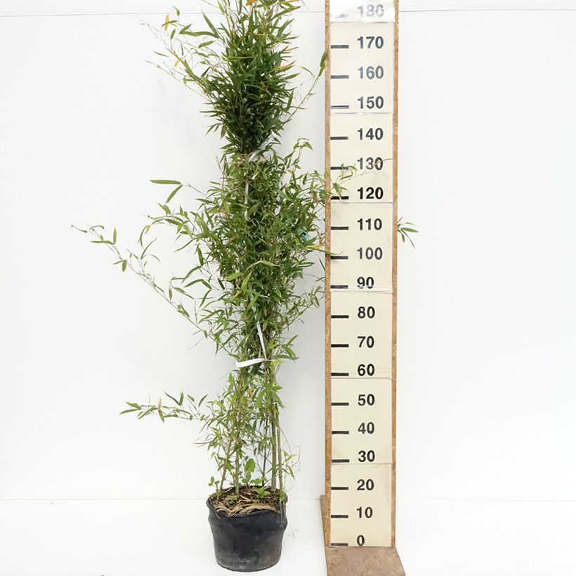 Exemplar von Goldrohr Bambus - Phyllostachys aurea Topf mit 7,5L/10L wie im Frühjahr geliefert