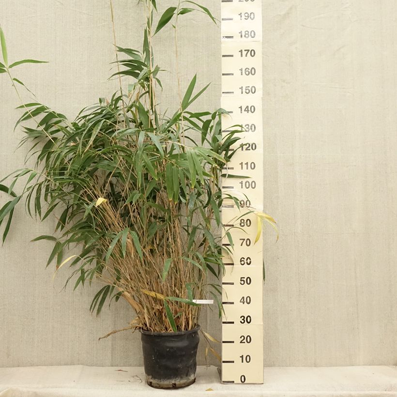 Exemplar von Pseudosasa japonica - Breitblattbambus Topf mit 12L/15L wie im Herbst geliefert