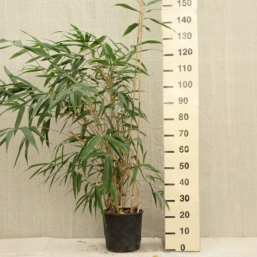 Exemplar von Pseudosasa japonica - Breitblattbambus Topf mit 4L/5L wie im Herbst geliefert
