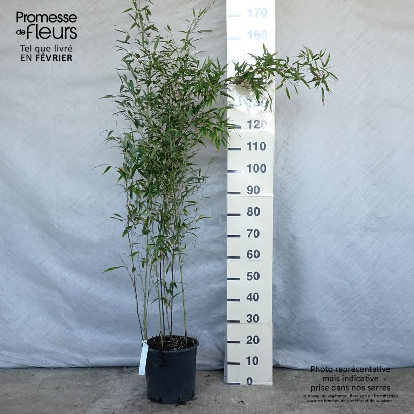 Exemplar von Schwarzer Bambus - Phyllostachys nigra Topf mit 7,5L/10L wie im Winter geliefert