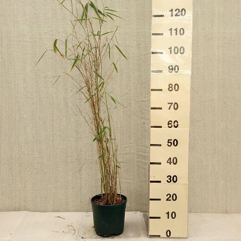 Exemplar von Fargesia yunnanensis - Bambus Topf mit 4L/5L wie im Herbst geliefert
