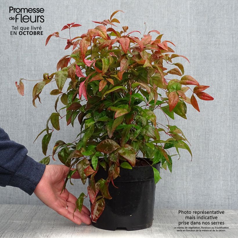 Exemplar von Nandina domestica Blush Pink - Himmelsbambus Topf mit 2L/3L wie im Herbst geliefert