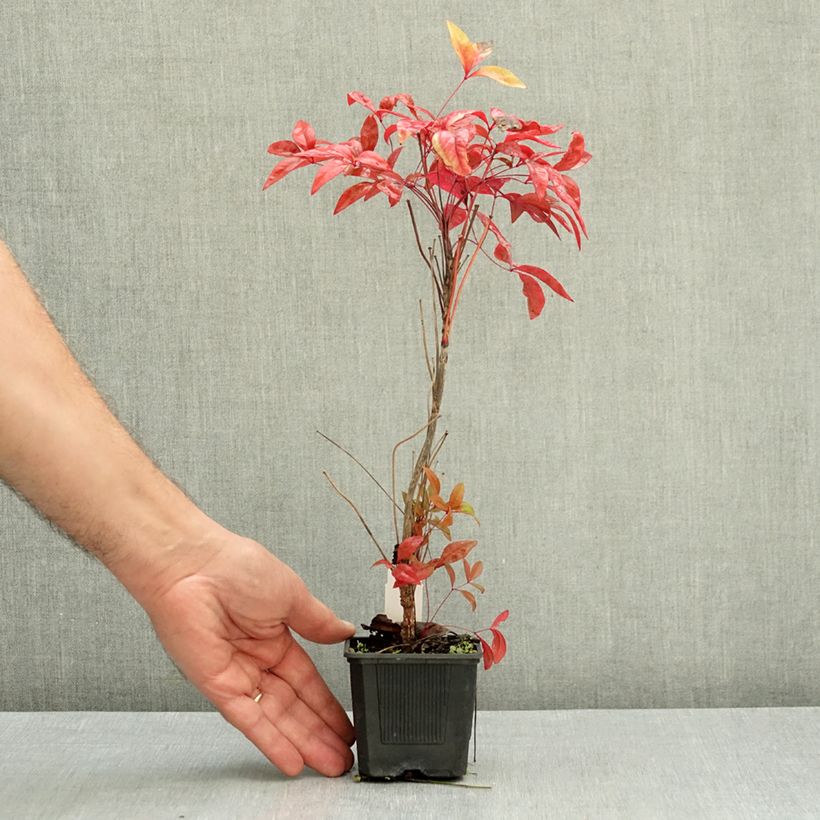 Exemplar von Nandina domestica Blush Pink - Himmelsbambus Kleine Töpfe von 8/9 cm wie im Herbst geliefert