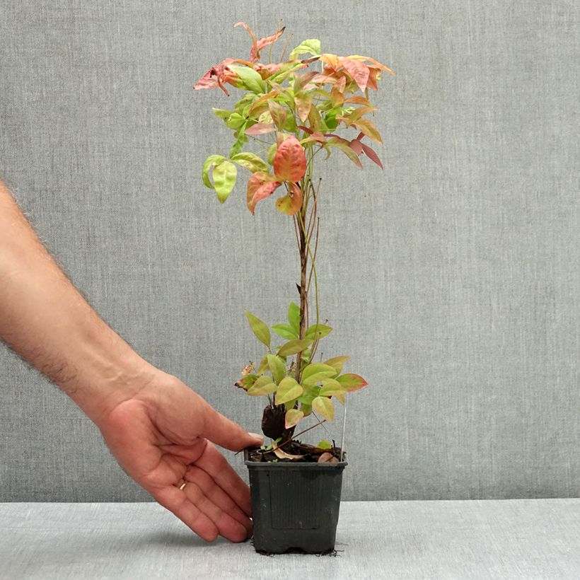 Exemplar von Nandina domestica Blush Pink - Himmelsbambus Kleine Töpfe von 8/9 cm wie im Sommer geliefert