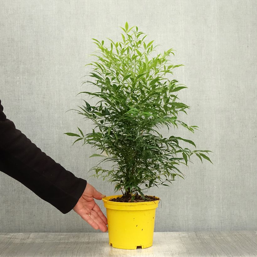 Exemplar von Nandina domestica Brightlight - Himmelsbambus Topf mit 3L/4L wie im Herbst geliefert