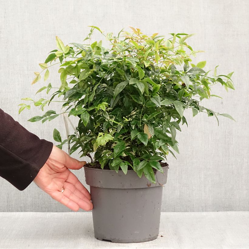 Exemplar von Nandina domestica Magical Sunrise - Himmelsbambus Topf mit 3L/4L wie im Herbst geliefert
