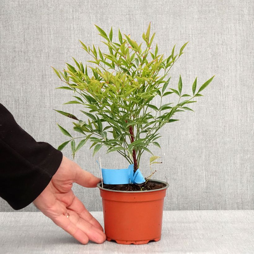 Exemplar von Nandina domestica Moon Bay - Himmelsbambus Kleine Töpfe von 8/9 cm wie im Winter geliefert